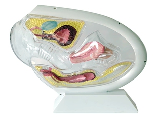 透明子宫演示教学模型 月经杯演示展示模型 盆腔生殖系统演示模型