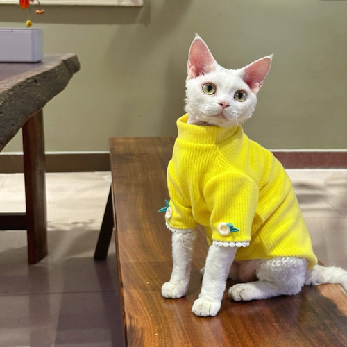 Y·H 花花奶兔 毛线针织毛衣 斯芬克无毛猫衣服德文冬天保暖加厚