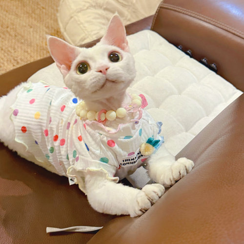 Y·H 夏日多巴胺 彩色波点  斯芬克斯无毛猫衣服德文薄款无袖