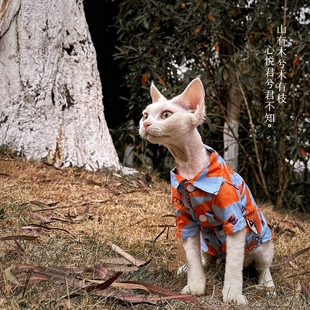 『夕阳西下』小老虎漫画衬衣 夏季薄款 无毛猫衣服德文猫 永禾制