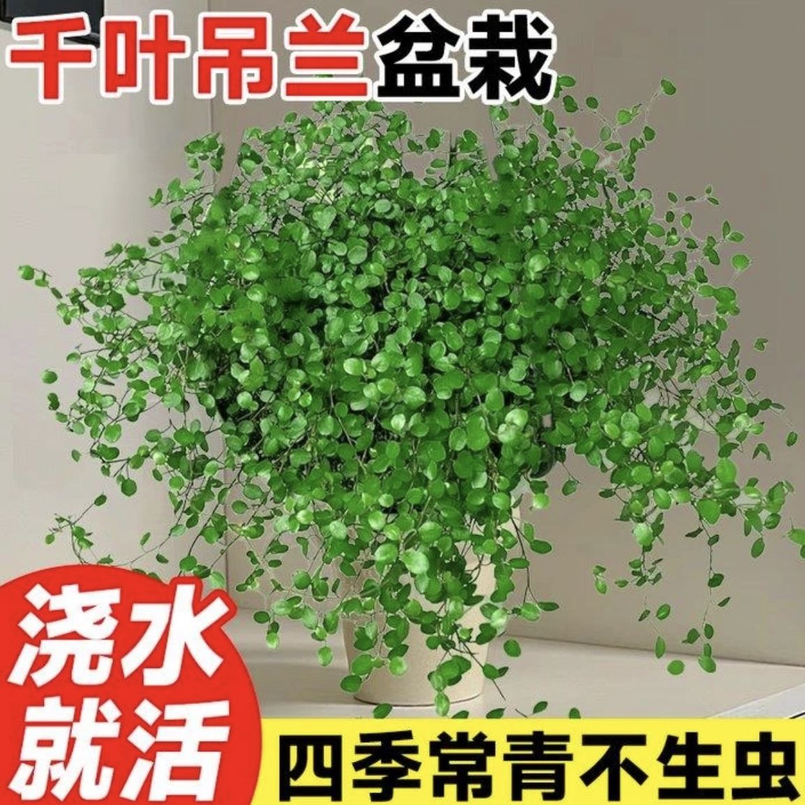 千叶吊兰盆栽观叶植物面包烘焙糕点装饰蛋糕点缀垂吊绿植四季常青