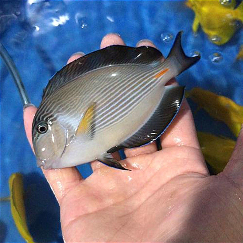 红海海水鱼价格 红海海水鱼图片 星期三