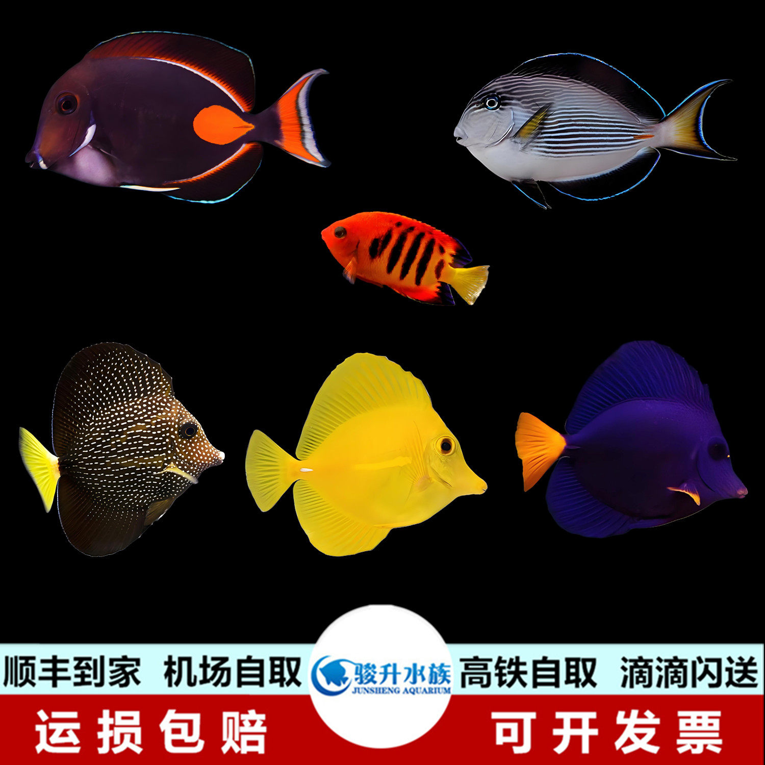 鸡心吊紫吊珍珠吊黄金吊红海骑士火焰仙海水鱼活体快递到家 包赔