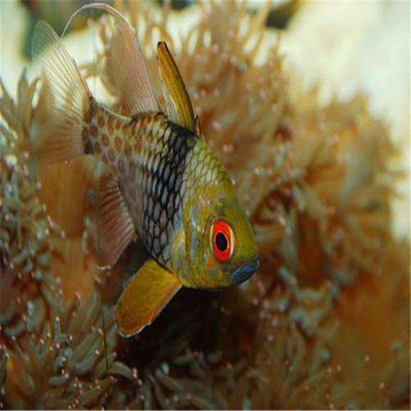 渔场【广州骏升】海水鱼 观赏鱼 珊瑚 红眼玫瑰 大眼玫瑰  活体