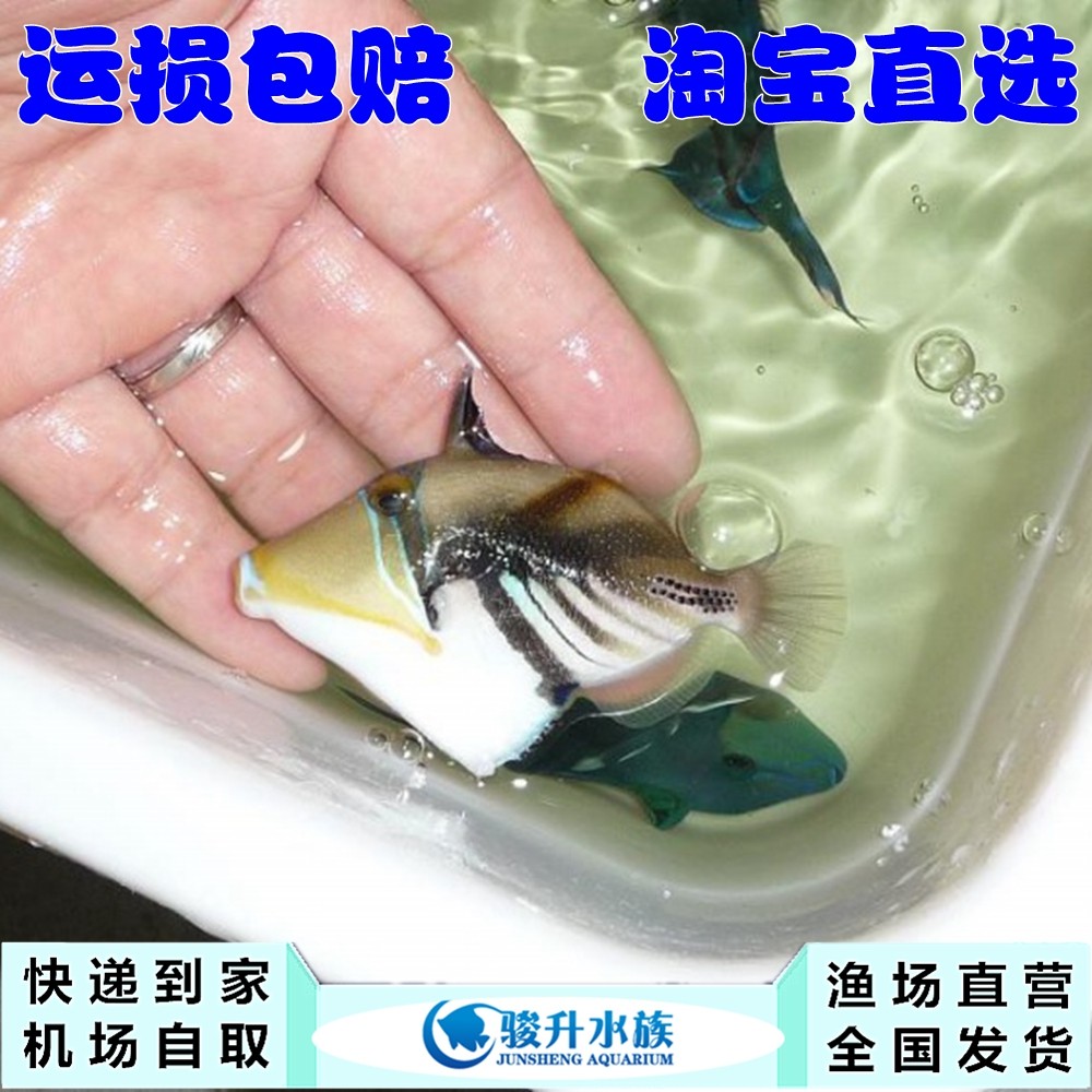 鸳鸯炮弹 炮弹鱼海水鱼生物活体 快递到家报损运损包赔