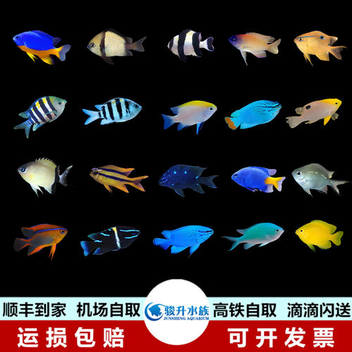 黄蓝粉篮青么魔类三点白蓝丝公绒