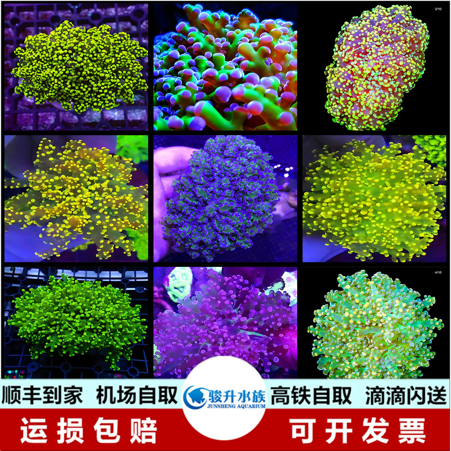 蛙卵珊瑚花瓶金绿橙粉双色澳洲提子荧光卵活体海水鱼珊瑚活体顺丰