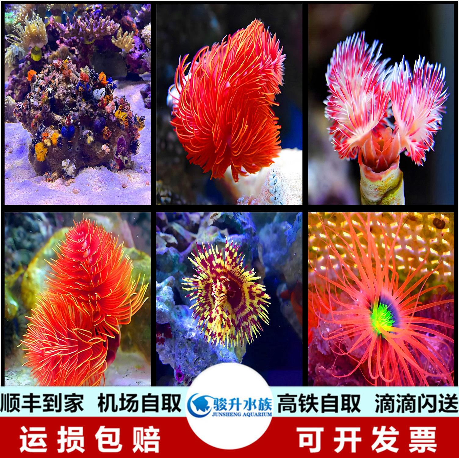红白硬管虫 彩色软管虫 圣诞管虫 荧光千手佛珊瑚 海水快递包活
