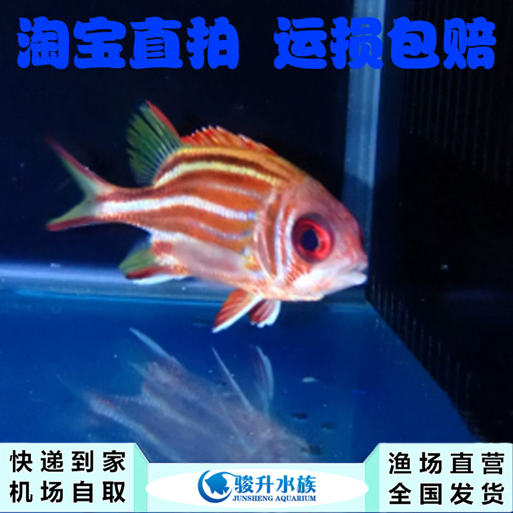 将军甲 大目仔大眼仔海水鱼生物顺丰到家运损包赔