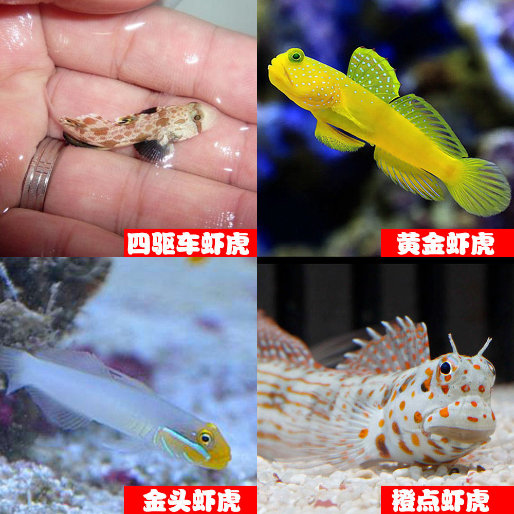 虾虎鱼翻砂 林哥虾虎 四驱车 黄金虾虎 金头虾虎 橙点虾虎 海水鱼