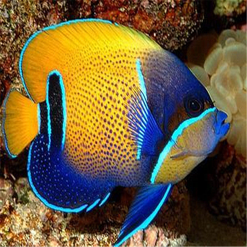 渔场骏升水族 马鞍神仙 海水观赏鱼-活体--珊瑚水族