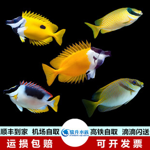七彩花兔子二线黄狐狸黄斑蓝带鱼海水鱼活体海水缸已检疫秒颗粒