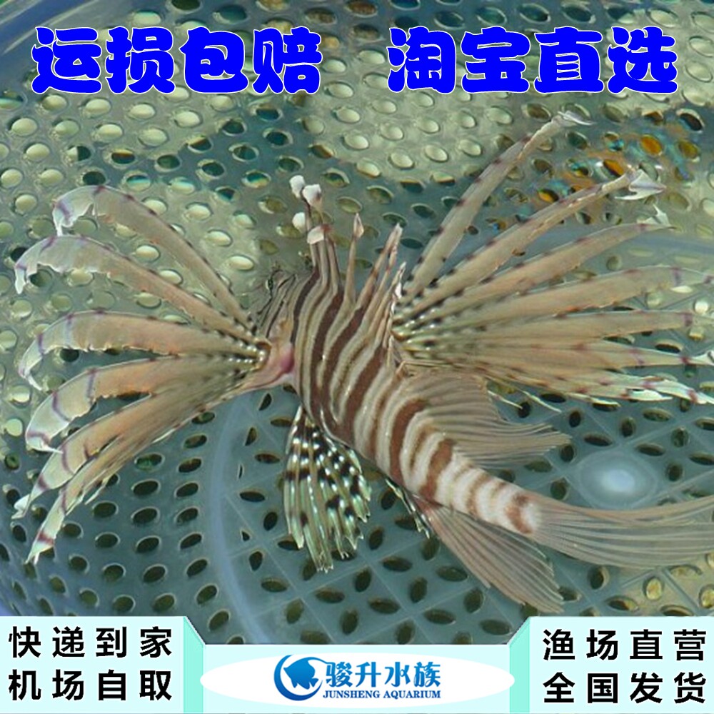 长翅狮子 短须狮子 白针狮子象鼻狮子 狮子鱼生物活体海水鱼顺丰