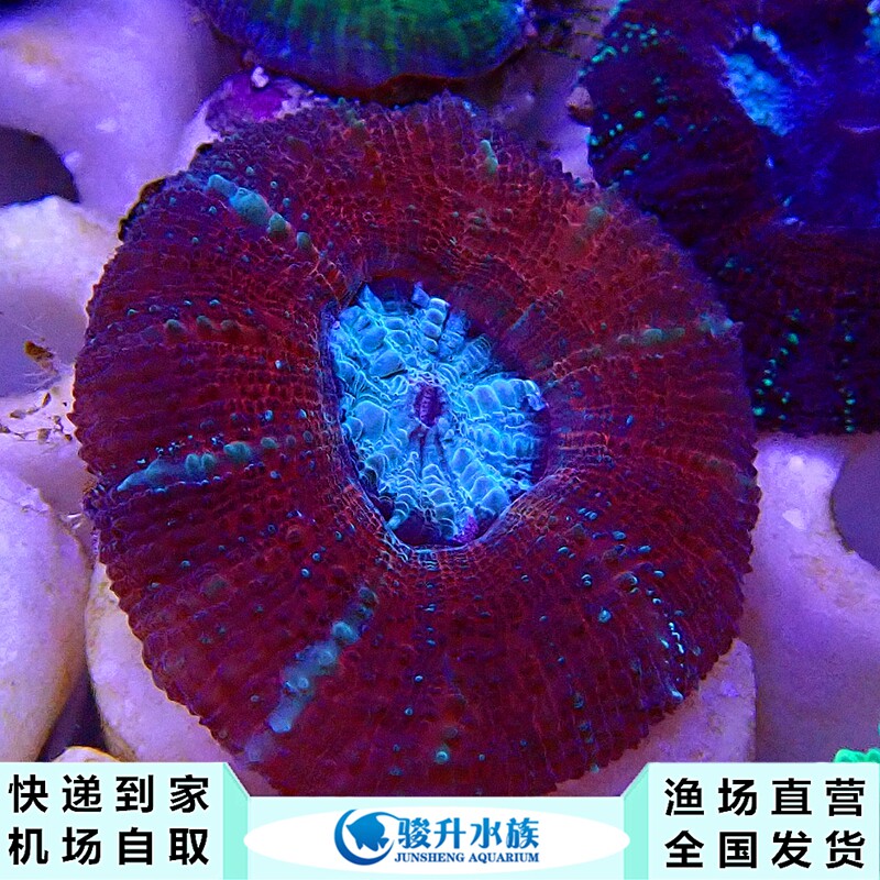红甜甜圈 珊瑚活体 新手闯缸珊瑚容易饲养顺丰报损机场自取