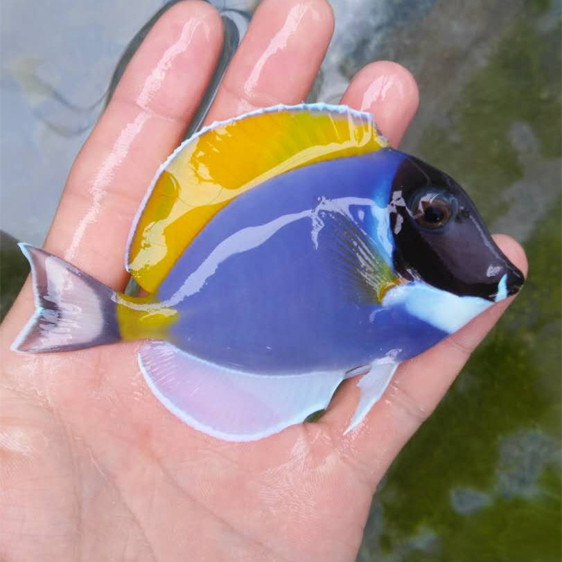 粉蓝倒吊 粉蓝吊 海水鱼小丑鱼珊瑚观赏鱼 活体生物快递报损