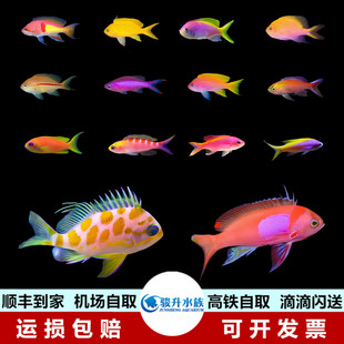 蓝眼海金鱼紫罗兰双斑宝石夏威夷紫印虎纹樱花宝石活体海水观赏鱼