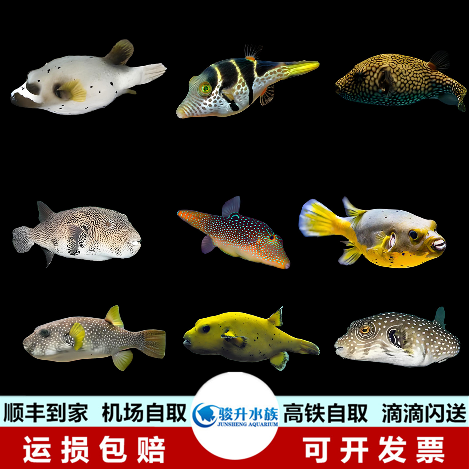 灰珍珠黄金肚地图狗头海水鱼