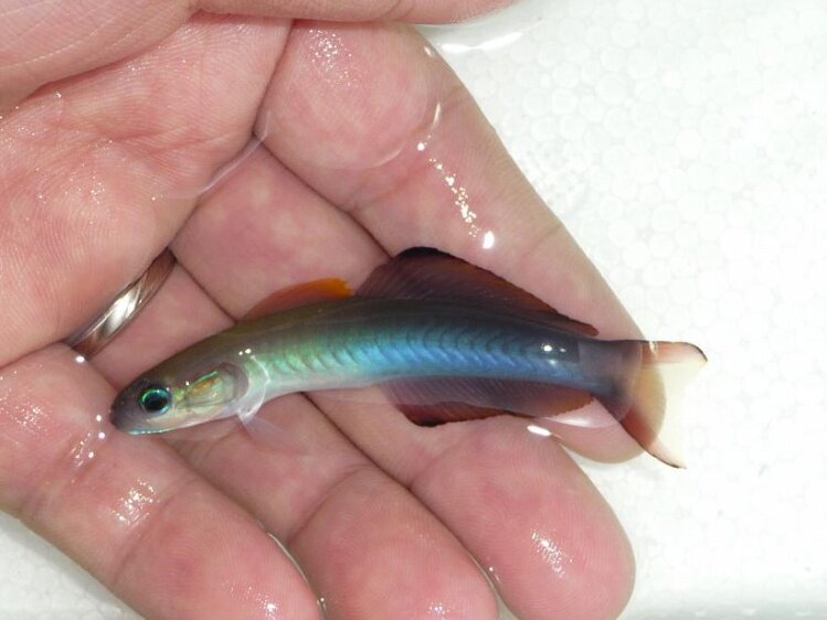 彩虹喷射机 喷射机 翻砂虾虎鱼 海水鱼生物活体顺丰快递到家运损