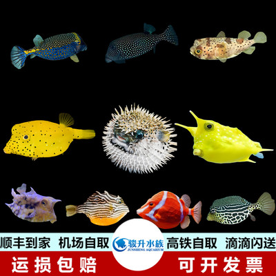 牛角六角金木瓜鱼狗头箱鲀海水鱼