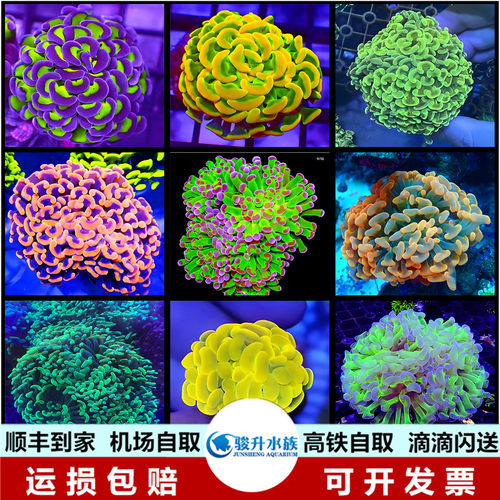 榔头珊瑚金绿猪腰珊瑚荧光双色玫瑰紫金榔头金色海水鱼活体物LPS