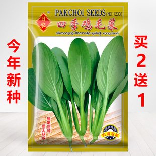 阳台四季 鸡毛菜种子盆栽小白菜种籽油菜青菜蔬菜种孑上海青菜籽子