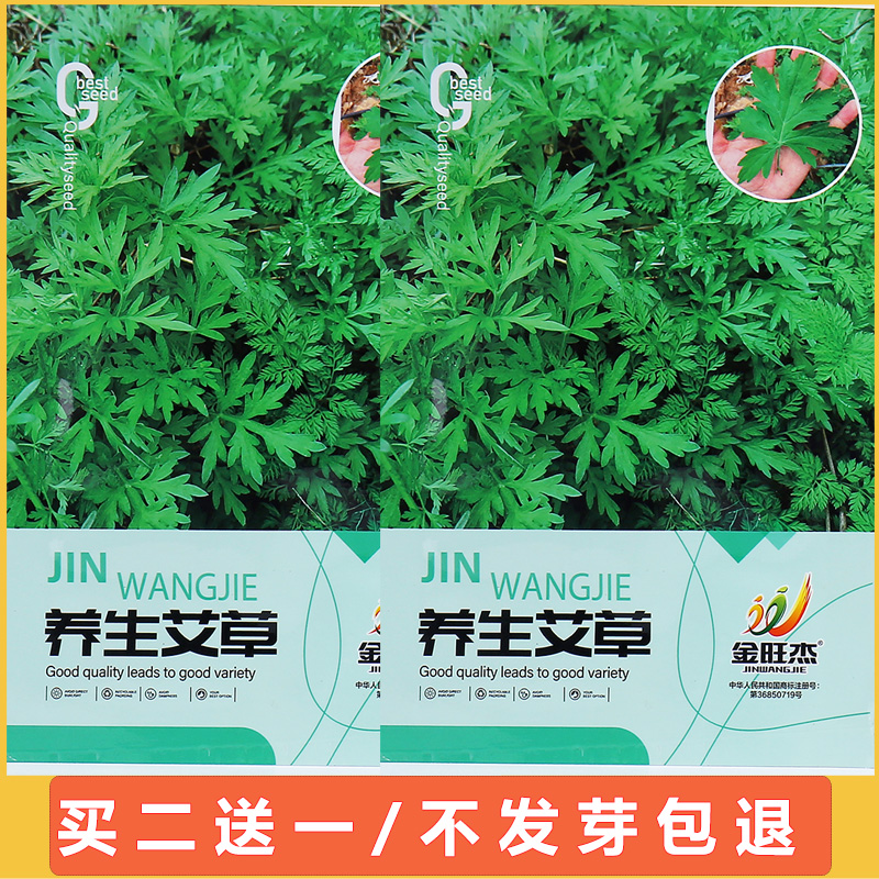 四季种植野生食用艾草种子春夏秋冬阳台盆栽老根两用艾叶种籽艾籽