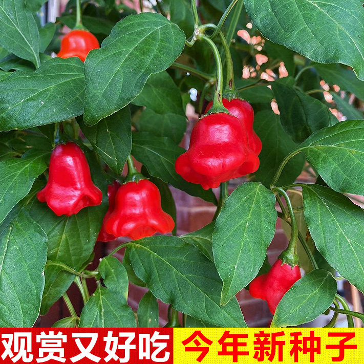 小辣椒风铃椒种子早熟观赏椒灯笼椒菜种籽春四季播阳台盆栽蔬菜种