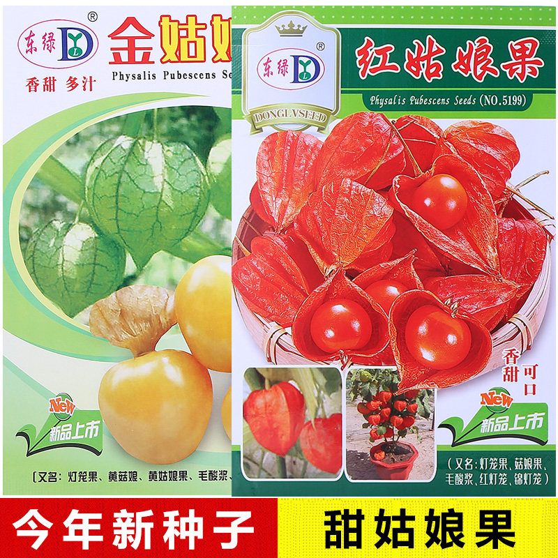 红灯笼果种苗买2送1今年新种子图片