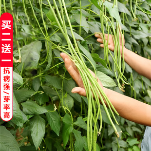农家高产宁虹三号特长豆角种子苗四季豆蔬菜种籽大全孑豆种无架豆
