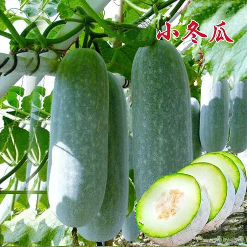 今年新种子冬瓜种子买2送1