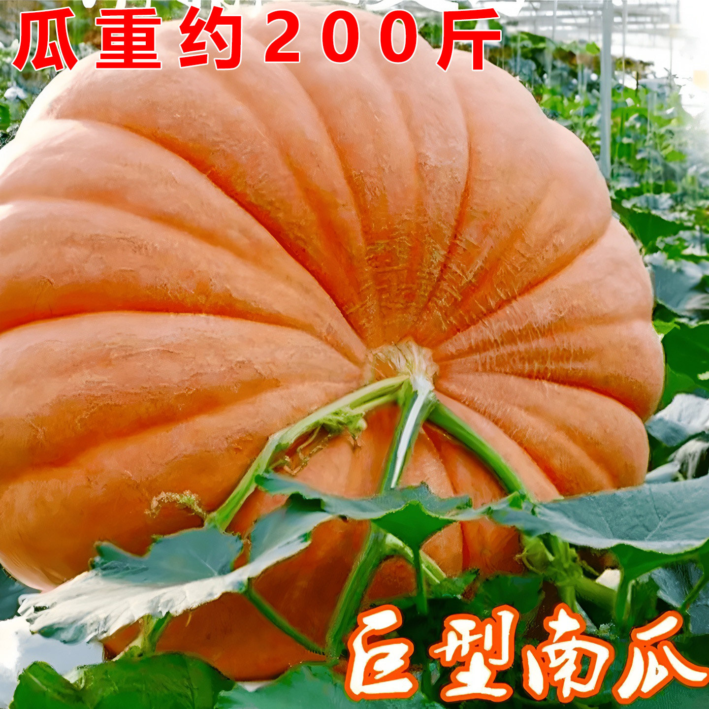 四季粉糯香甜食用超大巨型南瓜种孑大全蔬菜种籽春秋田园种植菜子