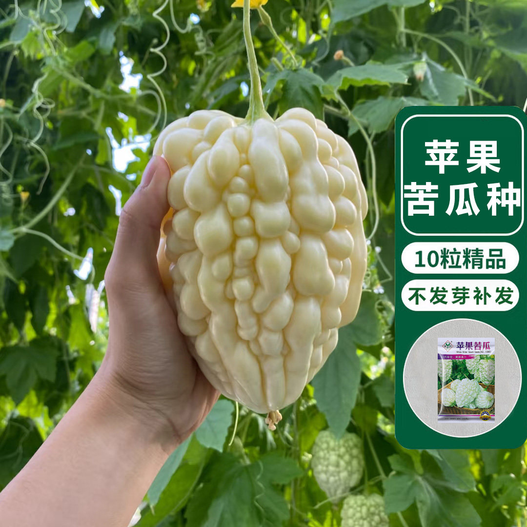 四季高产农家大顶长绿生吃白色苹果苦瓜种子大全春夏秋季蔬菜种籽