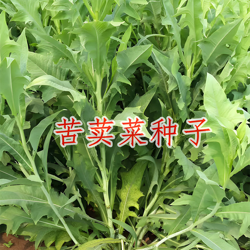 四季野生苦荬菜苦麦菜种籽阳台盆栽春夏秋冬青菜种籽苦唛菜种子