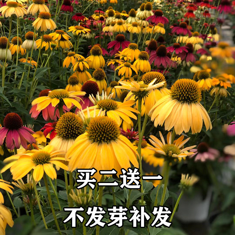 四季室外种植盆栽松果菊种子春夏秋冬庭院阳台栽种菊花种花卉种籽