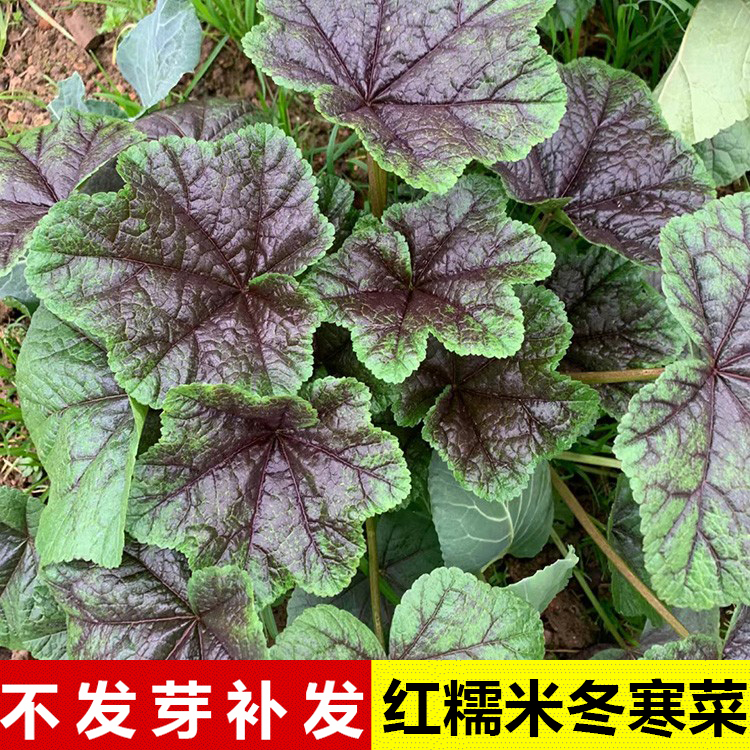 红糯米冬寒菜种买2送1