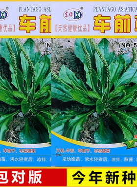 四季中药材野生车前草种籽阳台盆栽春夏秋冬绿色蔬菜种子大田种植