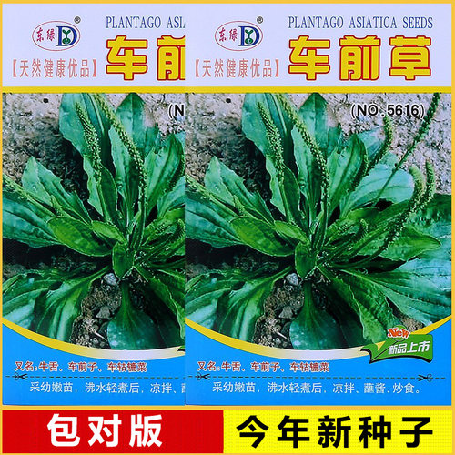 买2送1，今年新种子车前草种子