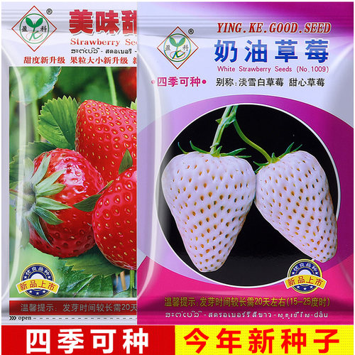 四季奶油大草莓买2送1
