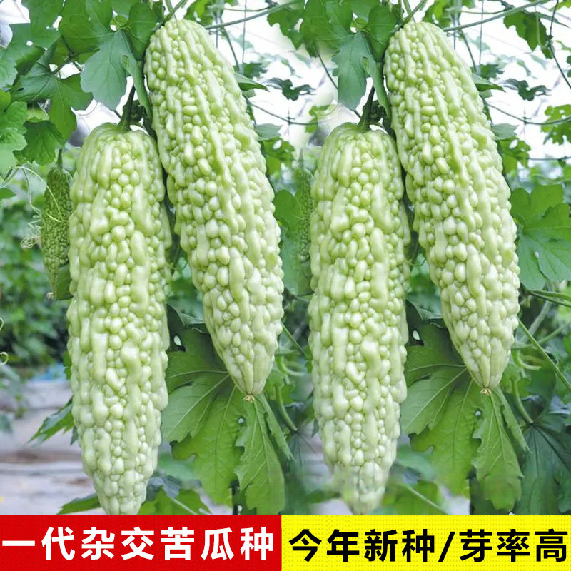 盈科杂交一代白珍珠苦瓜种籽白绿密瘤春秋季中熟短棒白色苦瓜种子
