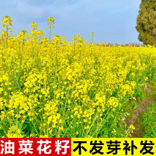 油菜花种子观赏油菜籽秋播道路景观花海耐寒四季 种植高产榨油种籽