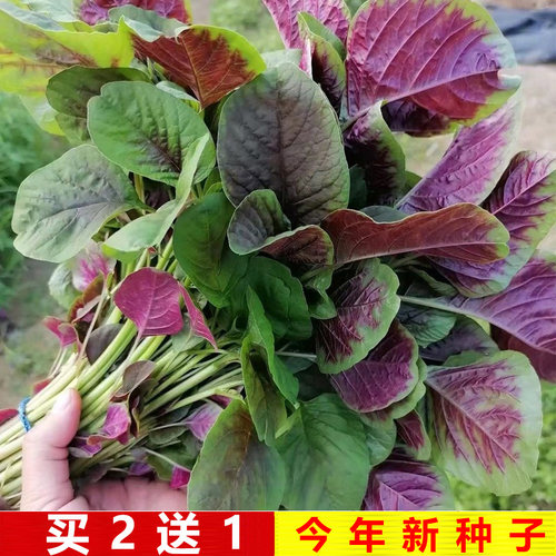 四季苋菜种籽大全买二送一