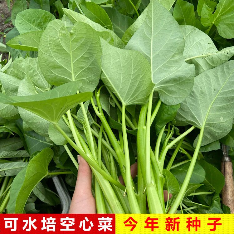 四季青梗大叶空心菜种子大全蔬菜种子春夏秋季盆栽速生青菜可水培