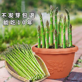 四季 盆栽阳台带土特级食用绿芦笋种籽根苗蔬菜种子种苗孑春夏秋冬