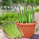 四季 盆栽阳台带土特级食用绿芦笋种籽根苗蔬菜种子种苗孑春夏秋冬