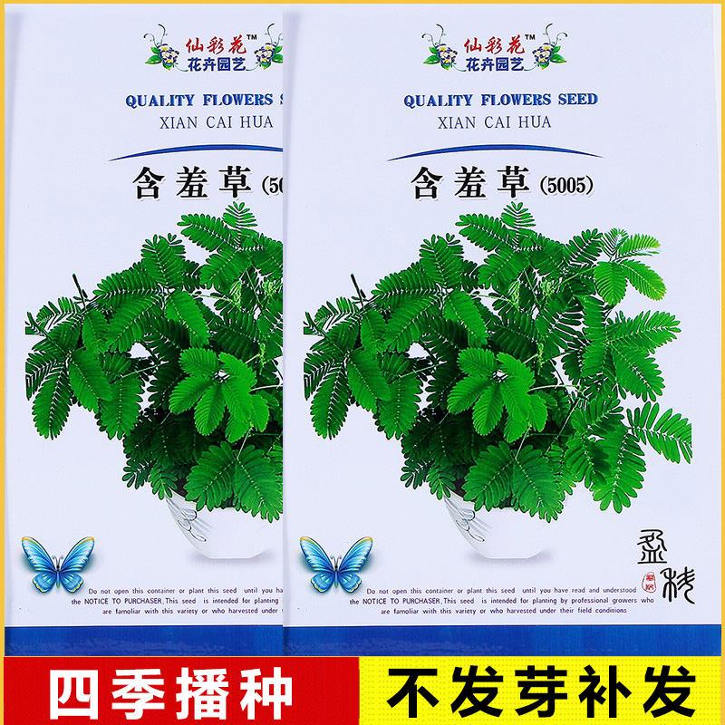 买2送1，今年新含羞草种子