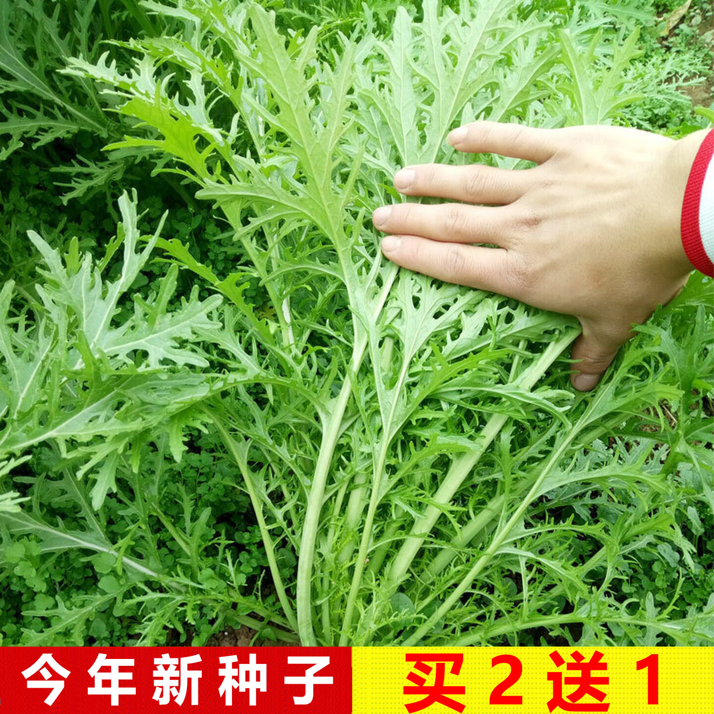 雪里红种子四季播种庭院阳台瓜果蔬菜花叶雪里蕻雪菜盆栽易种种籽,鲜花速递/花卉仿真/绿植园艺,家庭园艺种子,淘宝优惠券,粉丝福利购,淘宝优惠卷