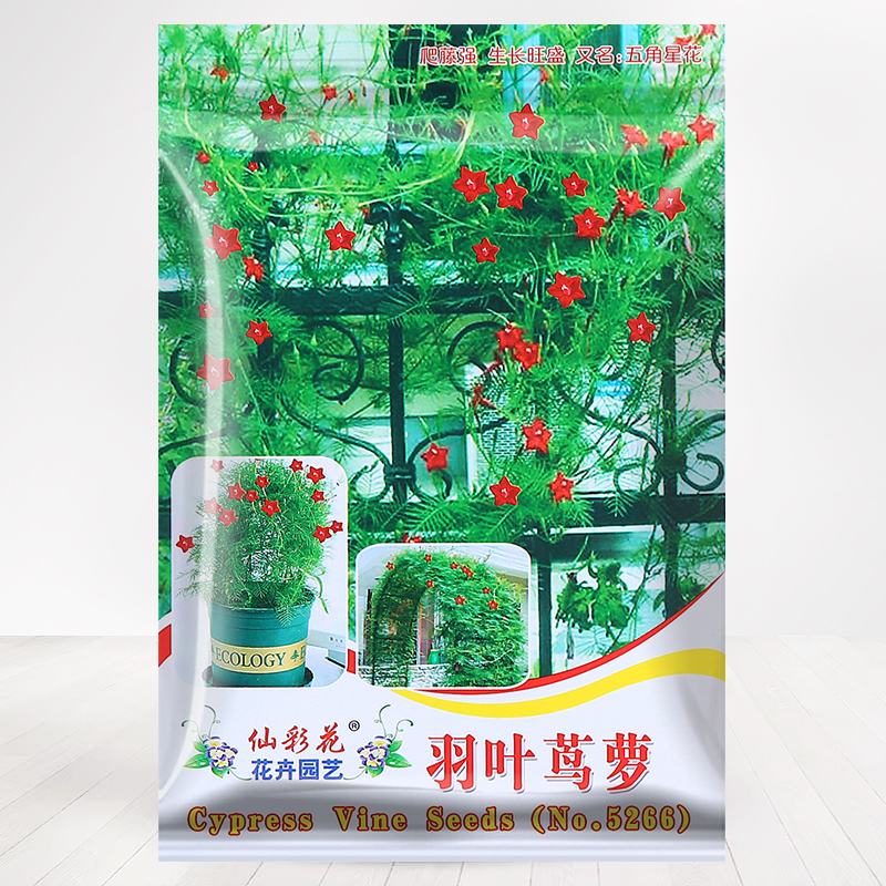 羽叶茑萝花种子爬藤爬墙五角星花卉种籽夏季阳台盆栽室外庭院植物