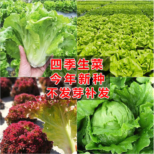 买2送1生菜种子大全今年新种子