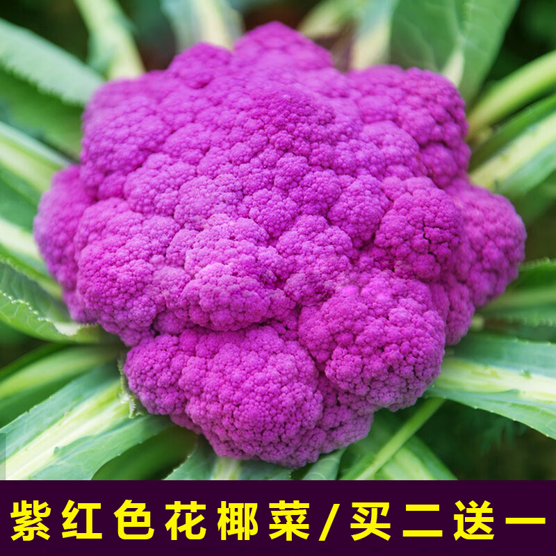 四季种植紫色花椰菜种子高产高收紫色椰菜花种籽春夏秋冬蔬菜种籽