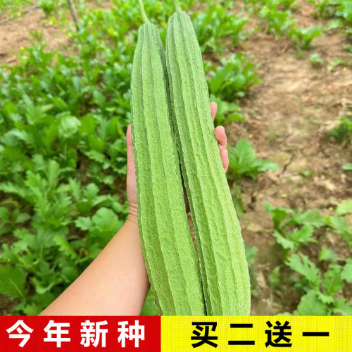 买2送1/今年新种子丝瓜